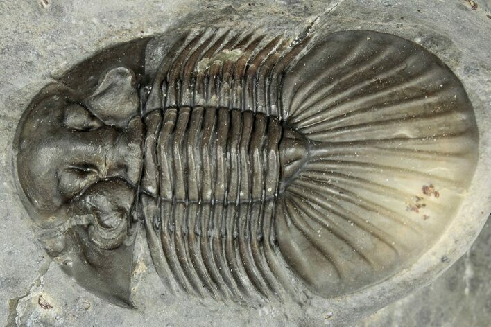 Scabriscutellum Trilobite With Morocops - Multi-Toned Shell #300563